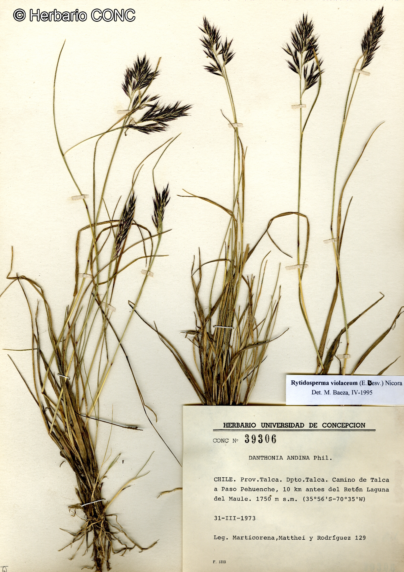 Rytidosperma violaceum [Imagen de galería: 25936]