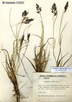 Rytidosperma violaceum [Imagen de galería: 25936]