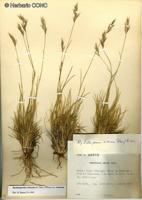 Rytidosperma virescens var. virescens [Imagen de galería: 25937]