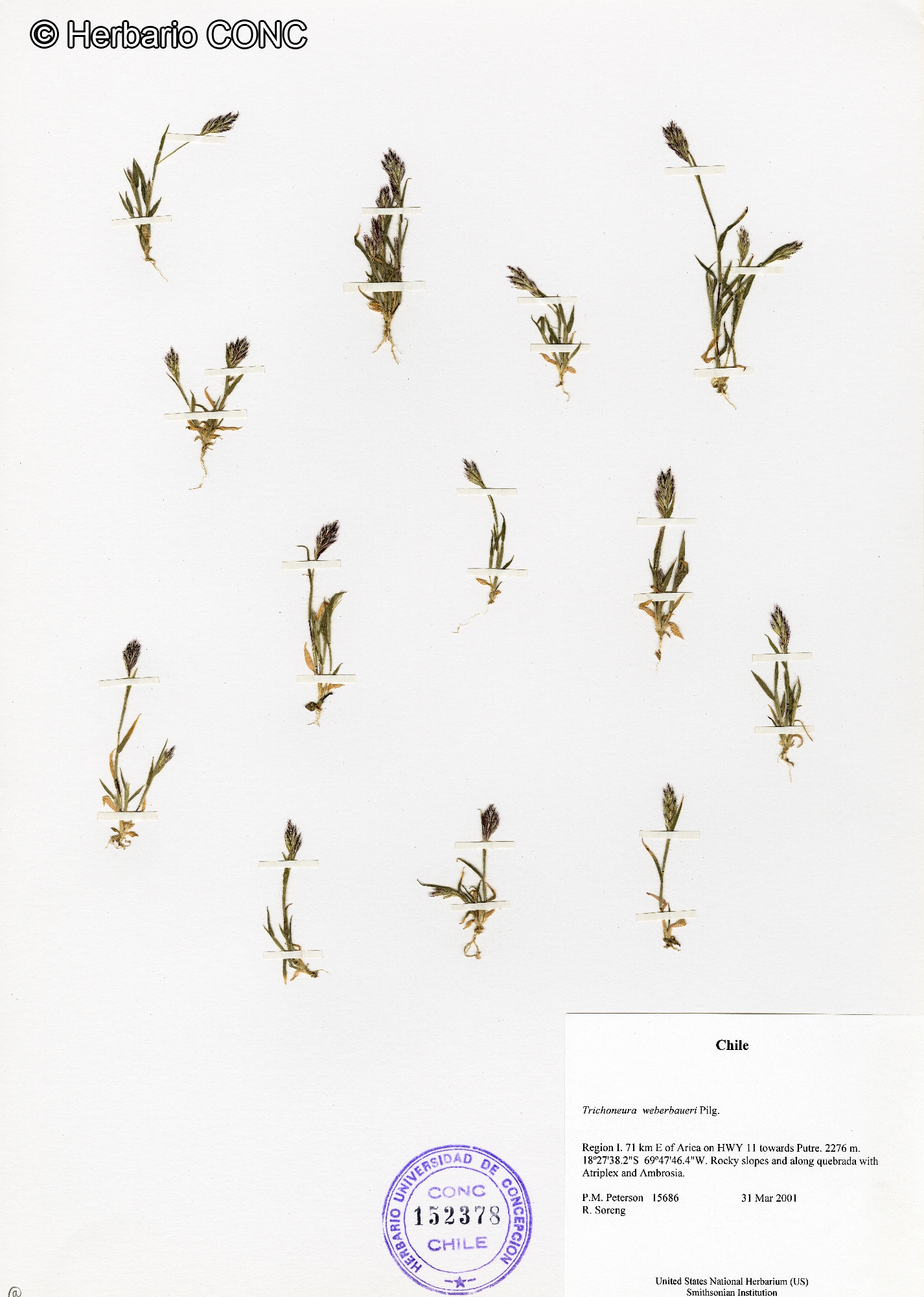 Trichoneura weberbaueri [Imagen de galería: 25872]