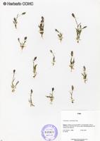 Trichoneura weberbaueri [Imagen de galería: 25872]