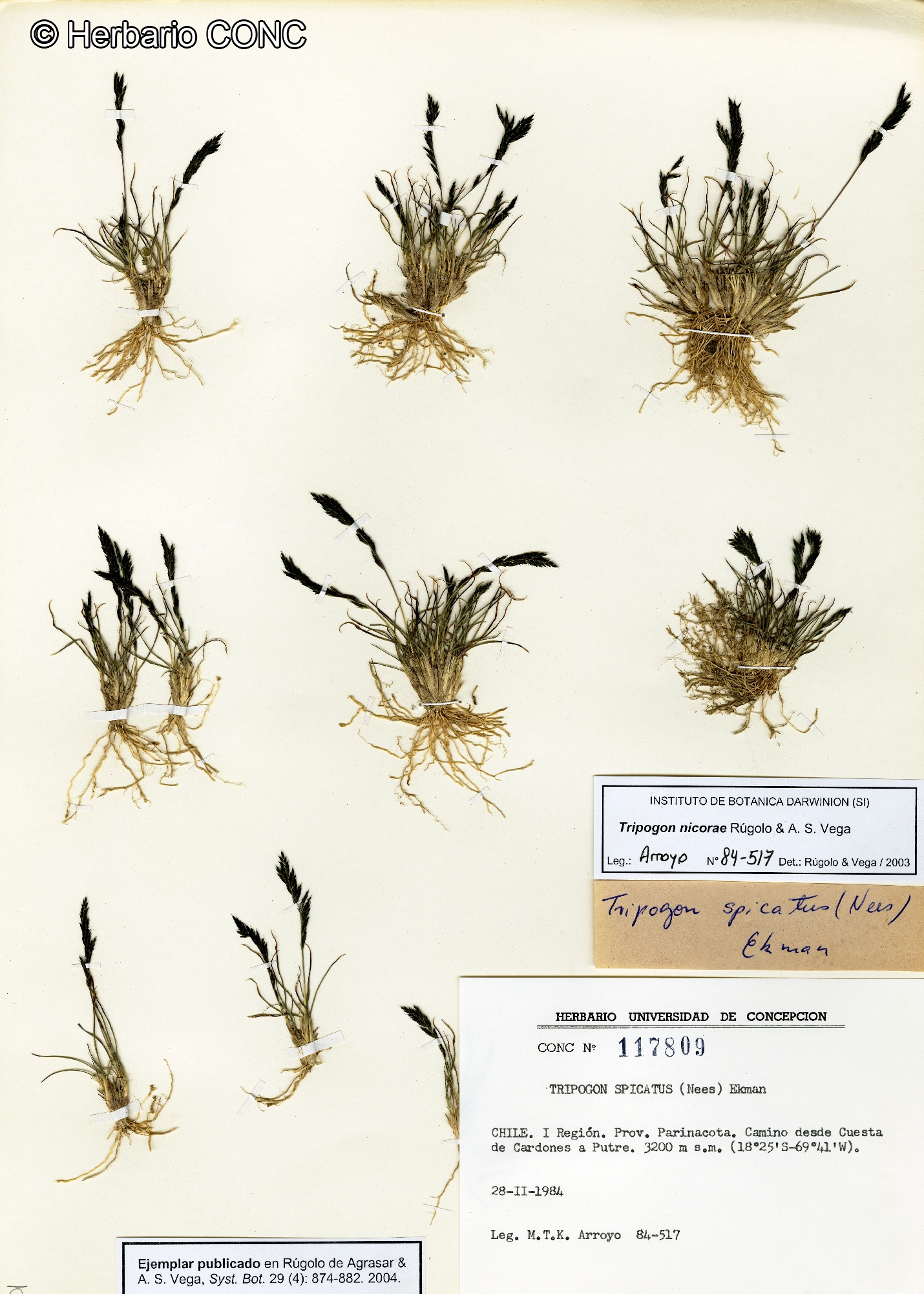Tripogon nicorae [Imagen de galería: 25873]