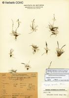 Tripogonella spicata [Imagen de galería: 25875]