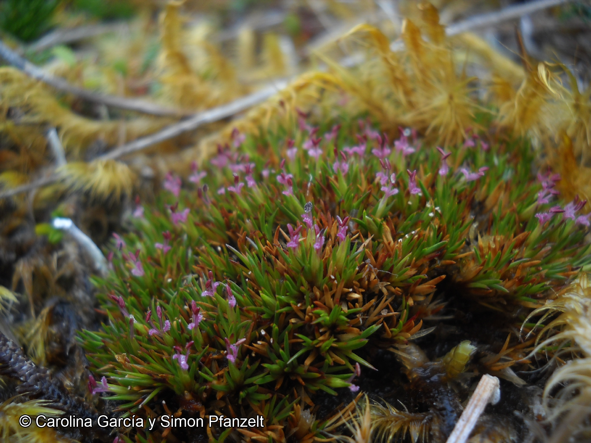 Gaimardia australis [Imagen de galería: 25946]