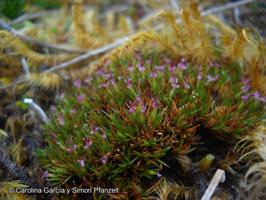 Gaimardia australis [Imagen de galería: 25946]