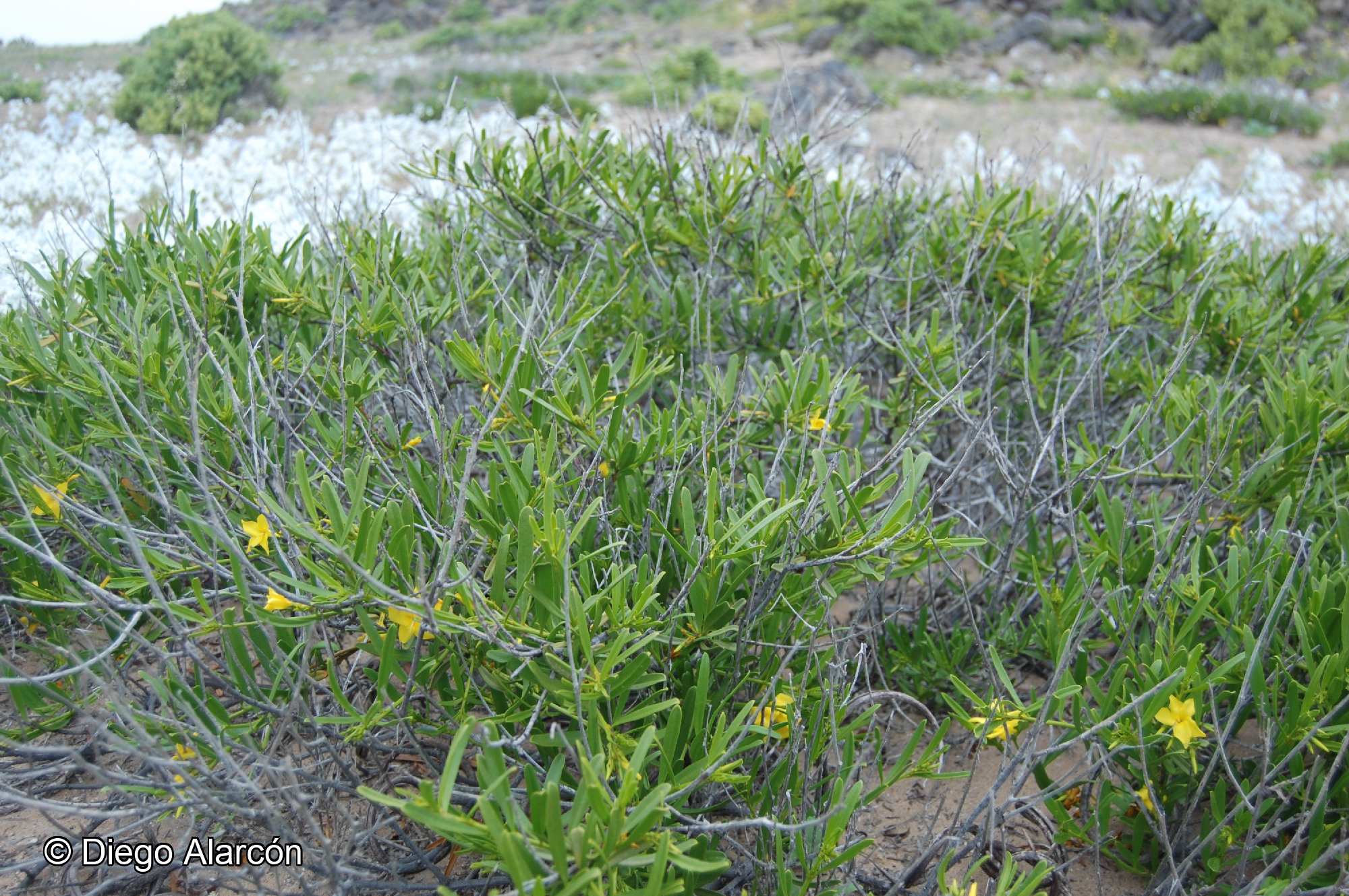 Skytanthus acutus [Imagen de galería: 26133]