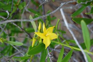 Skytanthus acutus [Imagen de galería: 26134]