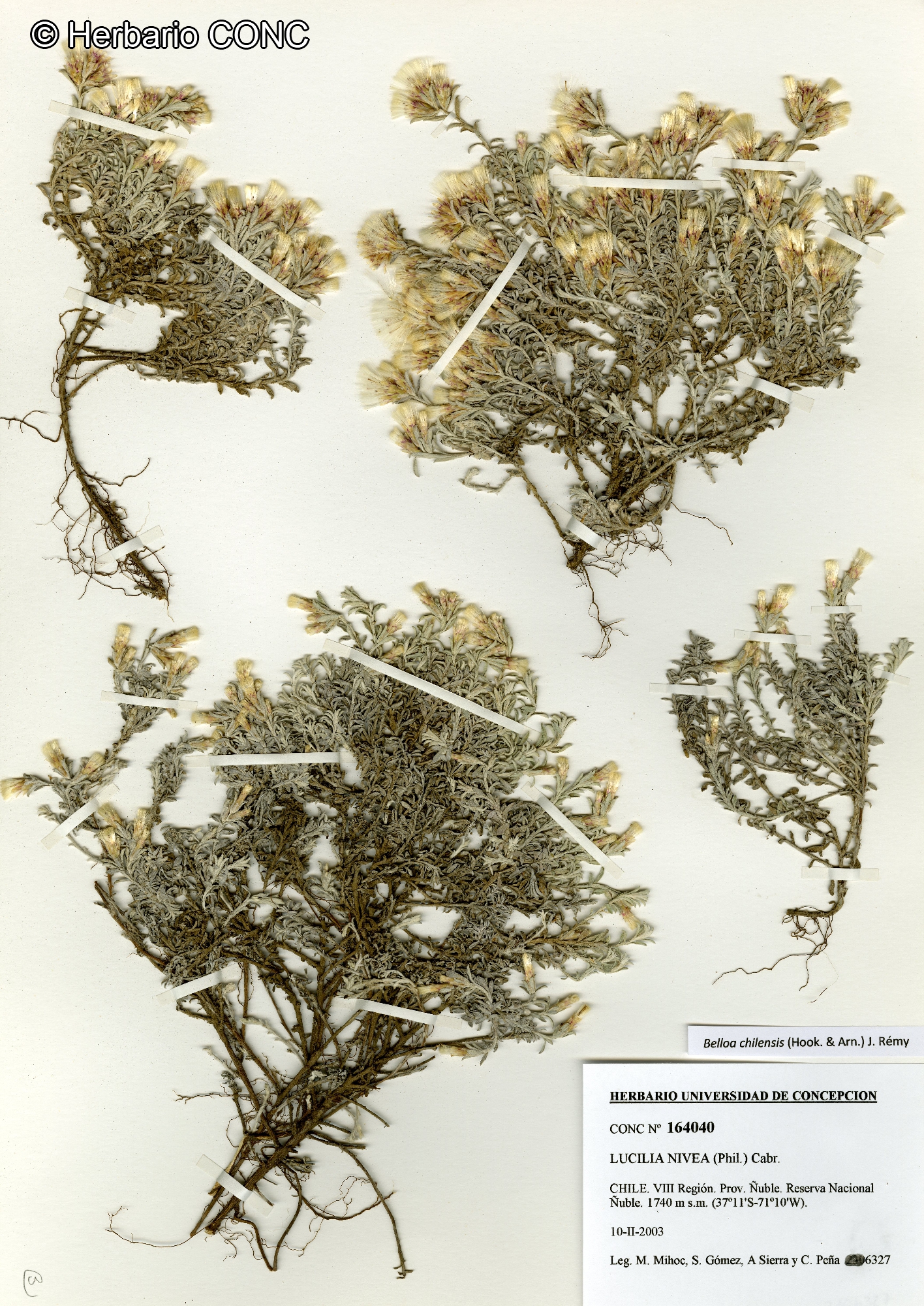 Belloa nivea [Imagen de galería: 26230]