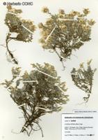 Belloa nivea [Imagen de galería: 26230]