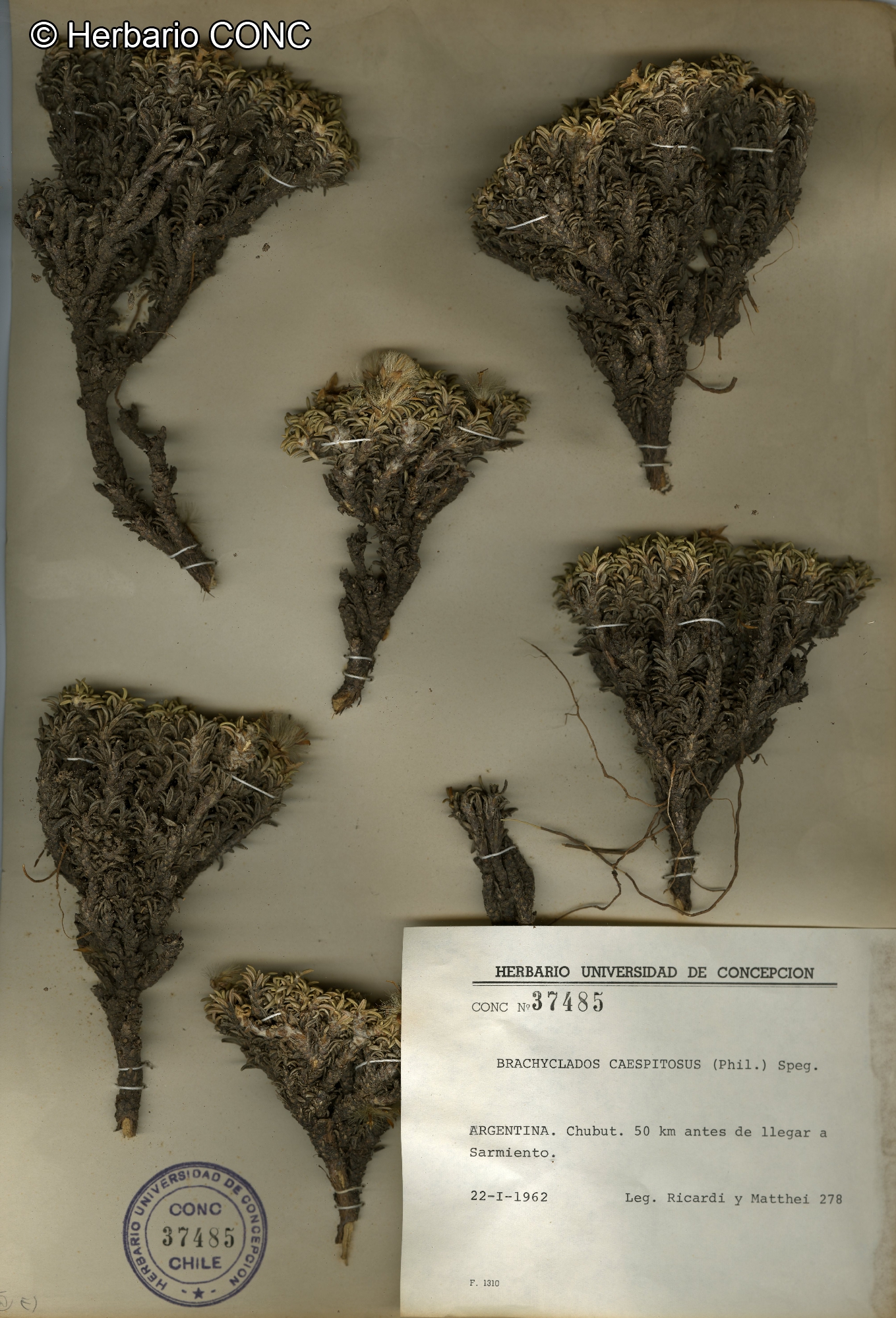Brachyclados caespitosus [Imagen de galería: 26237]
