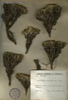 Brachyclados caespitosus [Imagen de galería: 26237]