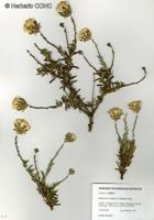 Brachyclados lycioides [Imagen de galería: 26238]