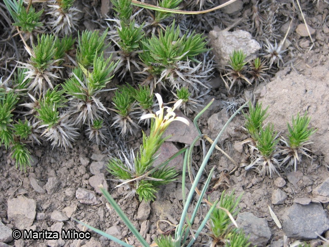 Calopappus acerosus [Imagen de galería: 26239]