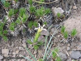 Calopappus acerosus [Imagen de galería: 26239]