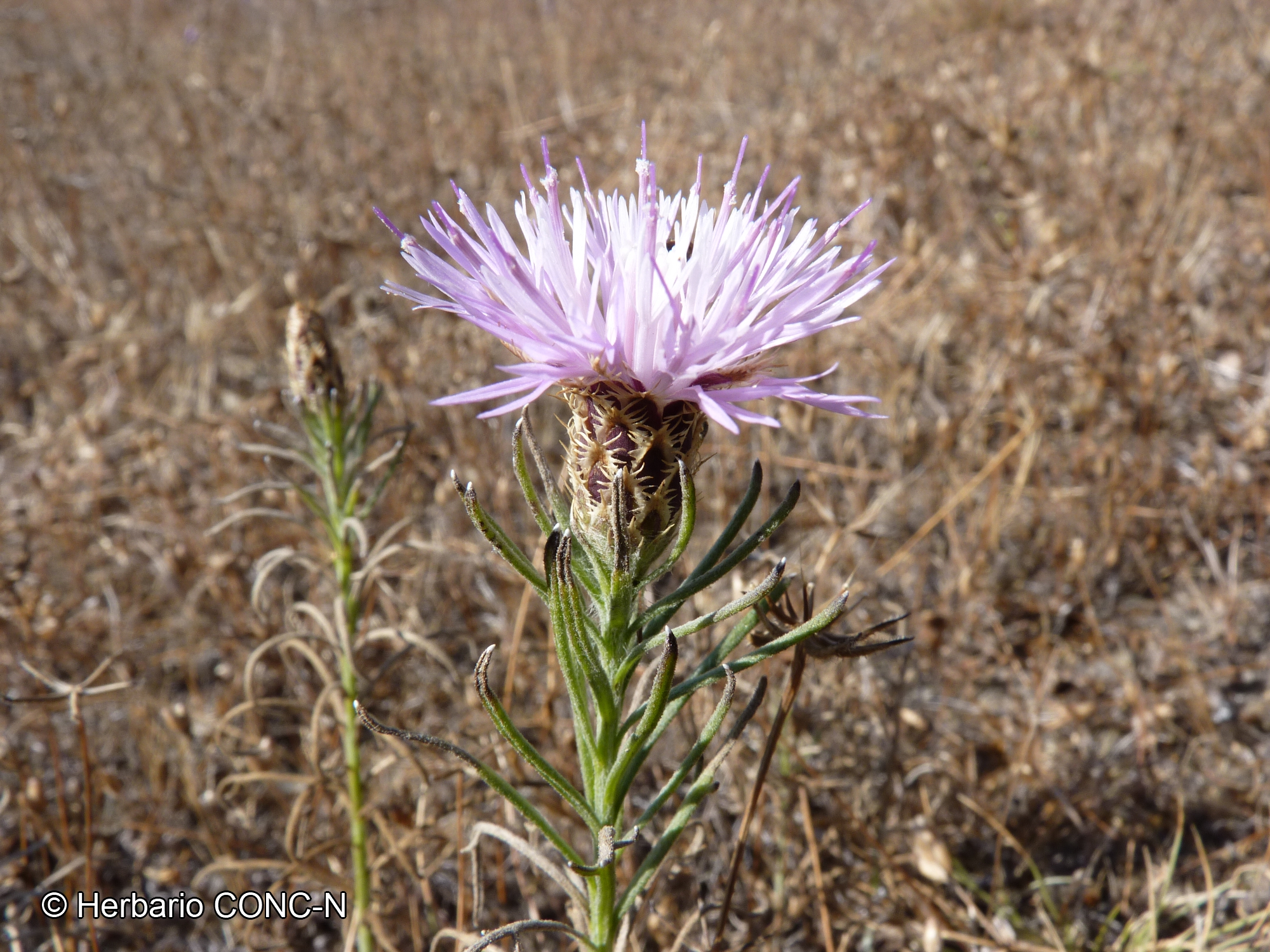 Plectocephalus bulbosus [Imagen de galería: 26242]