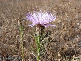 Plectocephalus bulbosus [Imagen de galería: 26242]