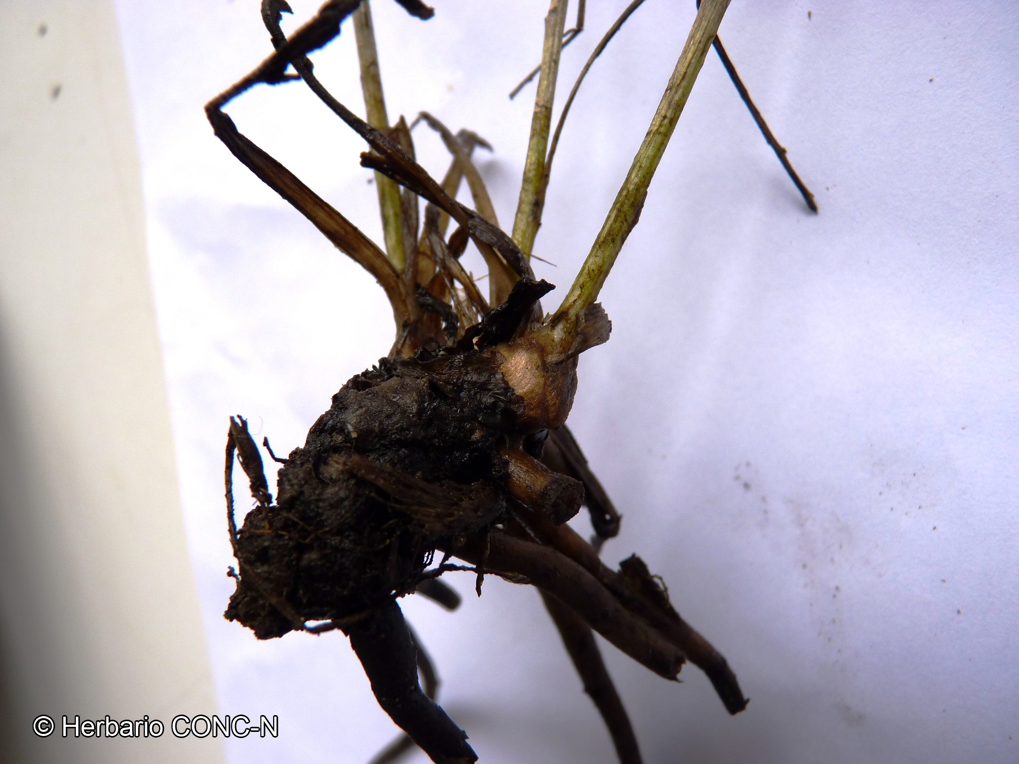 Plectocephalus bulbosus [Imagen de galería: 26243]