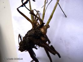 Plectocephalus bulbosus [Imagen de galería: 26243]