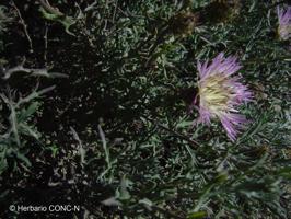 Plectocephalus cachinalensis [Imagen de galería: 26245]
