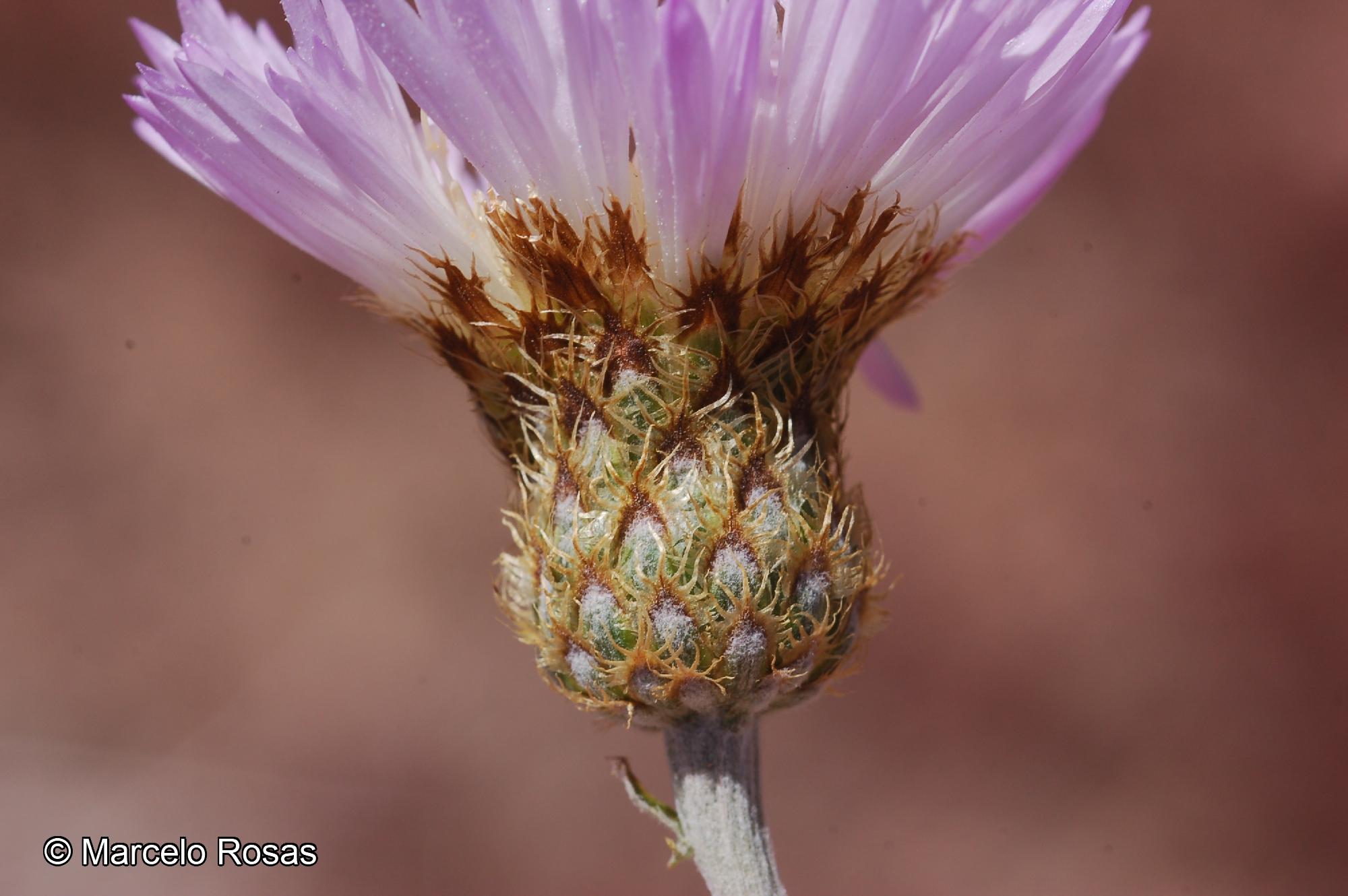 Plectocephalus floccosus [Imagen de galería: 29326]