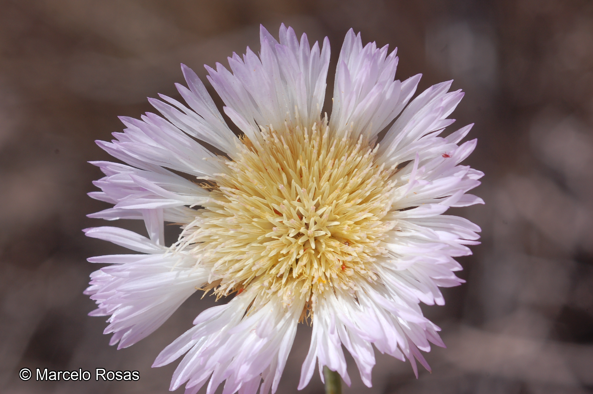 Plectocephalus floccosus [Imagen de galería: 29327]