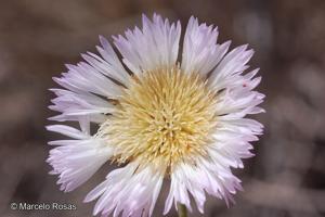 Plectocephalus floccosus [Imagen de galería: 29327]