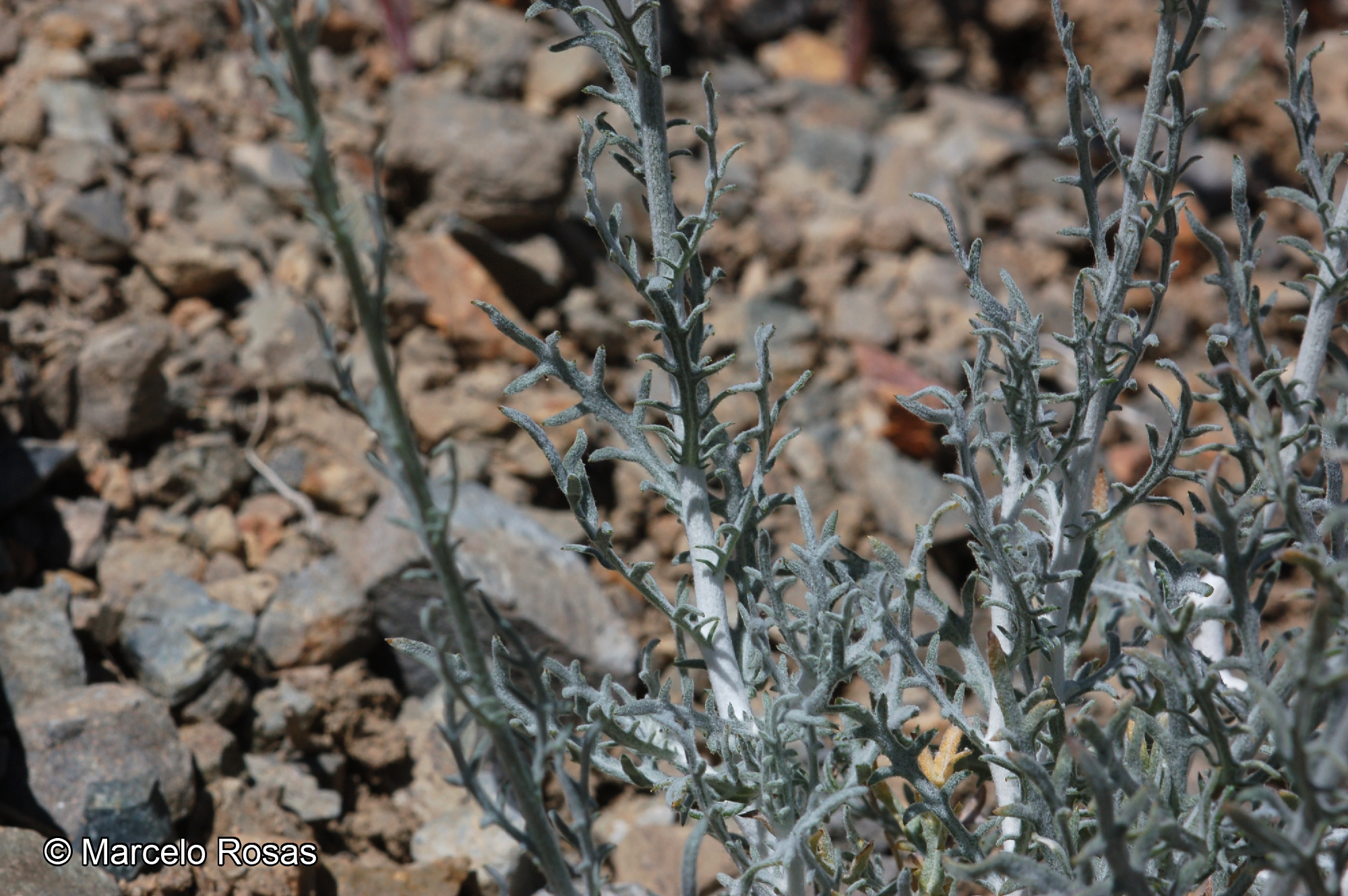 Plectocephalus floccosus [Imagen de galería: 29328]
