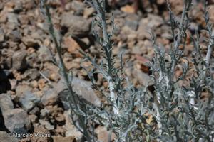 Plectocephalus floccosus [Imagen de galería: 29328]