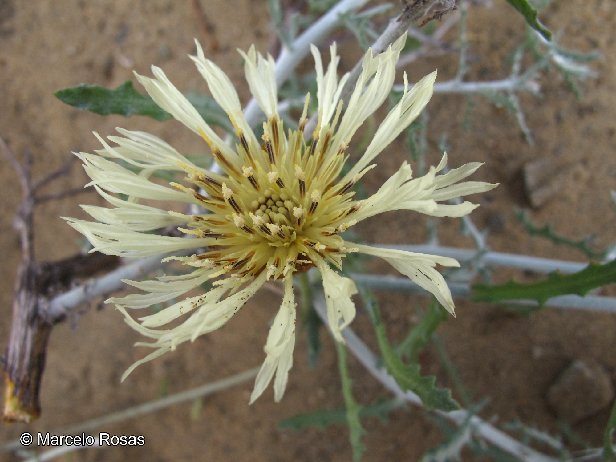 Plectocephalus gayanus [Imagen de galería: 29330]