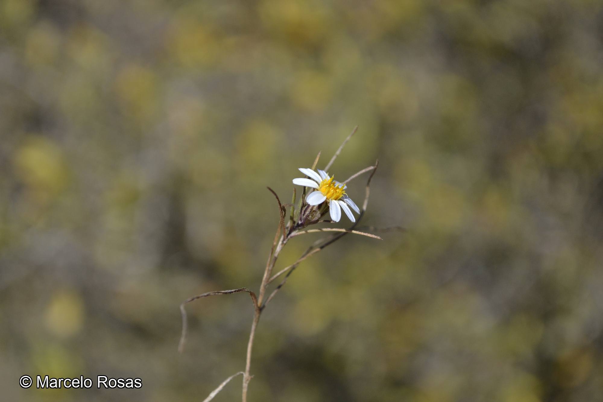 Chaetanthera albiflora [Imagen de galería: 29332]