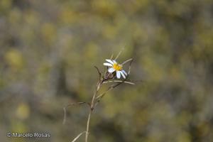Chaetanthera albiflora [Imagen de galería: 29332]