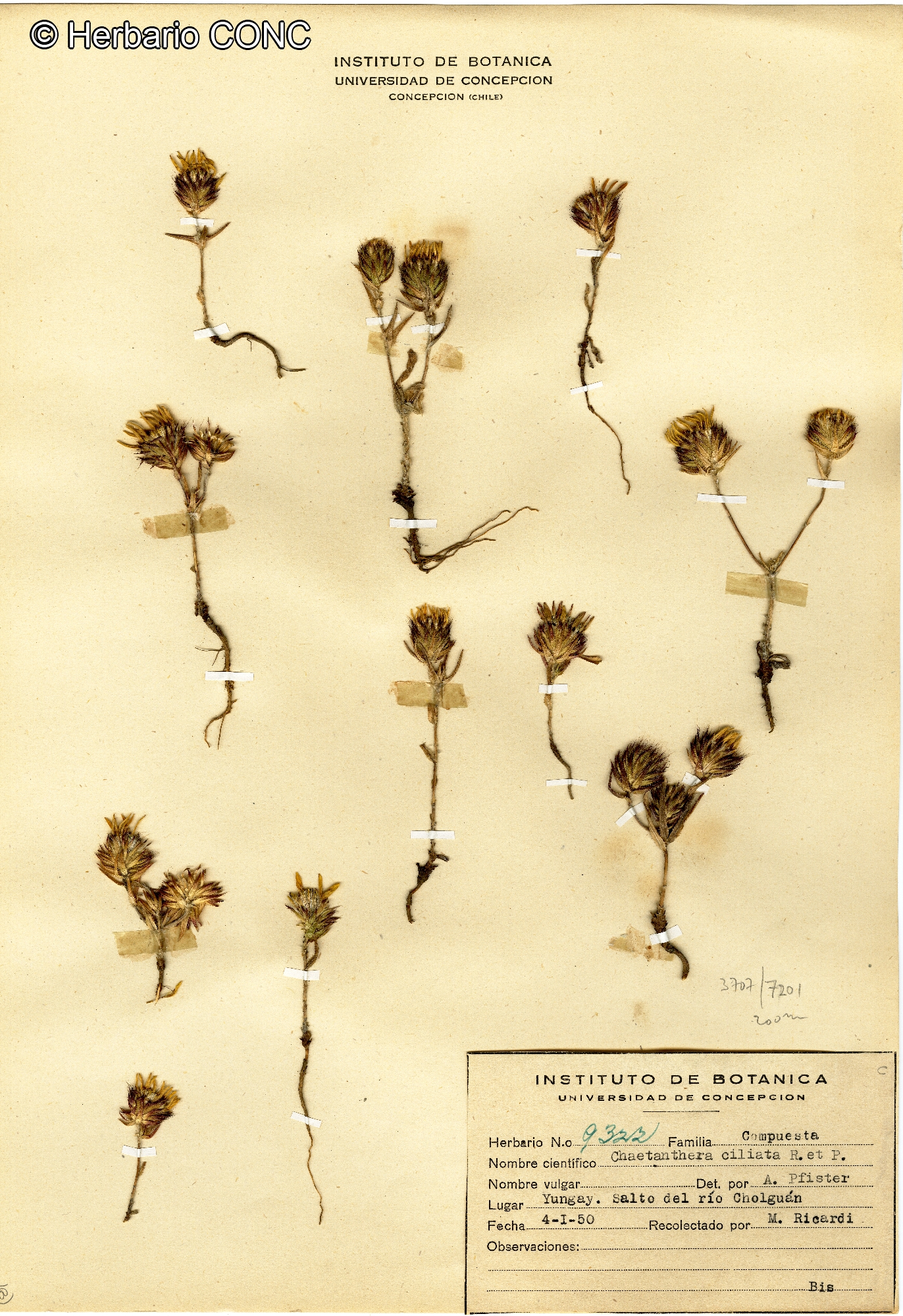 Chaetanthera ciliata [Imagen de galería: 29333]
