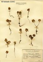 Chaetanthera ciliata [Imagen de galería: 29333]