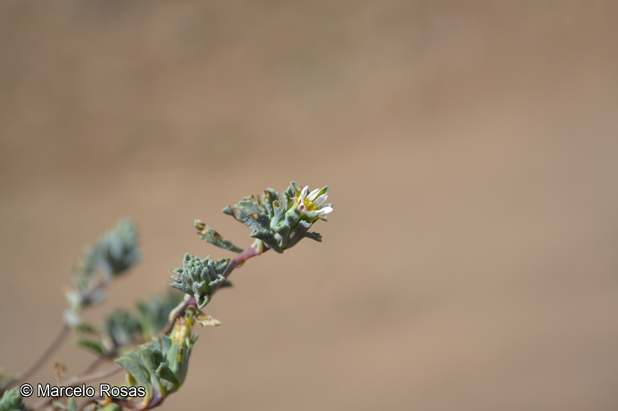 Chaetanthera euphrasioides [Imagen de galería: 29336]