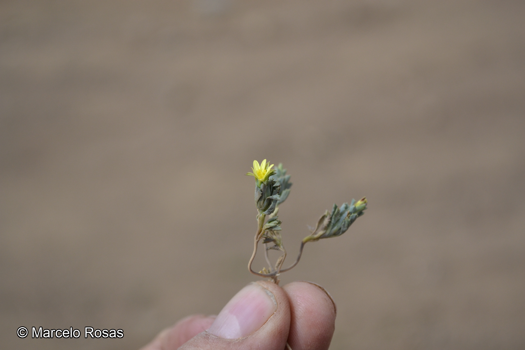 Chaetanthera euphrasioides [Imagen de galería: 29337]