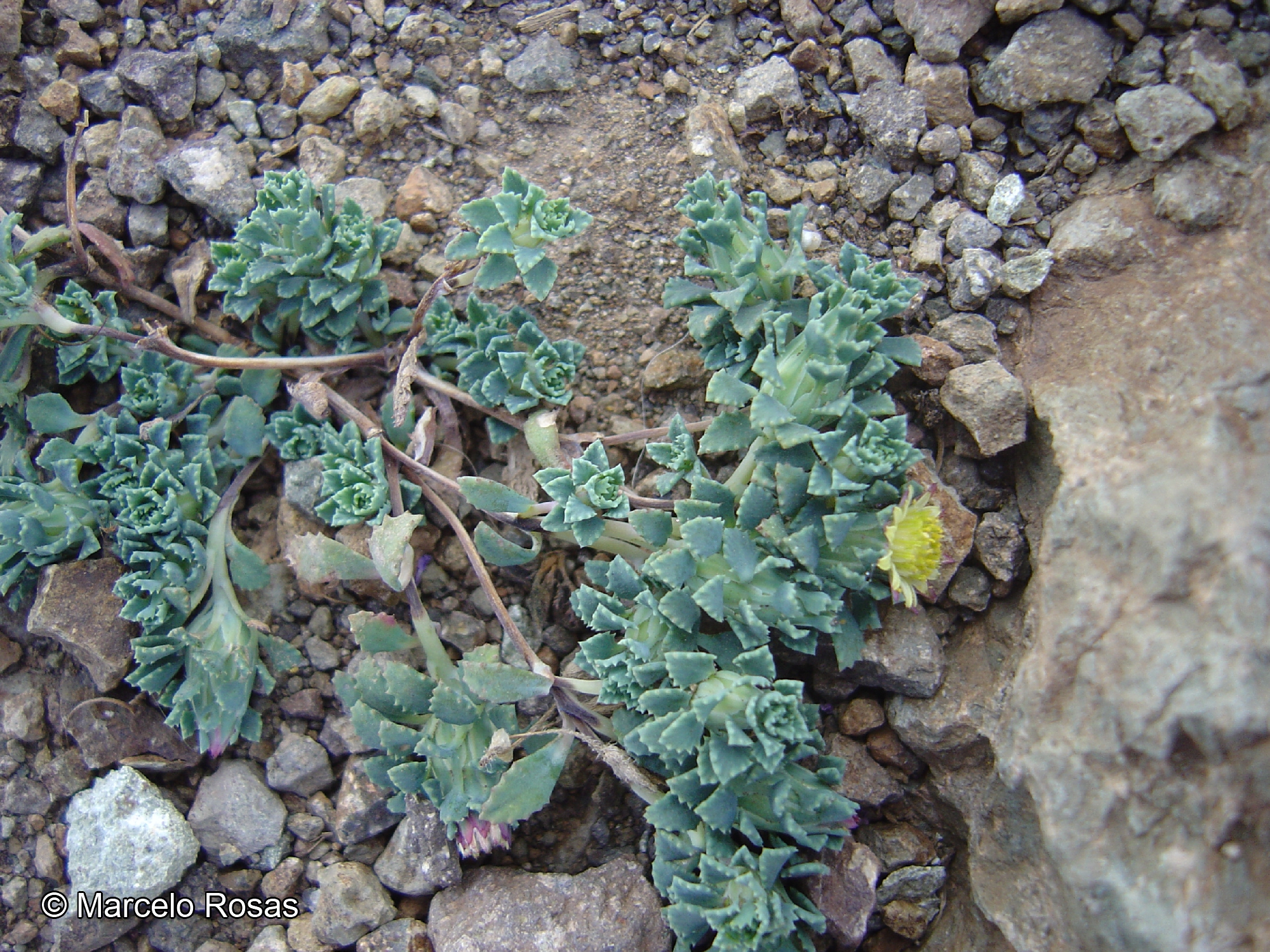 Chaetanthera flabellata [Imagen de galería: 29338]