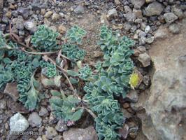 Chaetanthera flabellata [Imagen de galería: 29338]