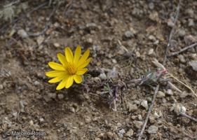 Chaetanthera frayjorgensis [Imagen de galería: 29342]