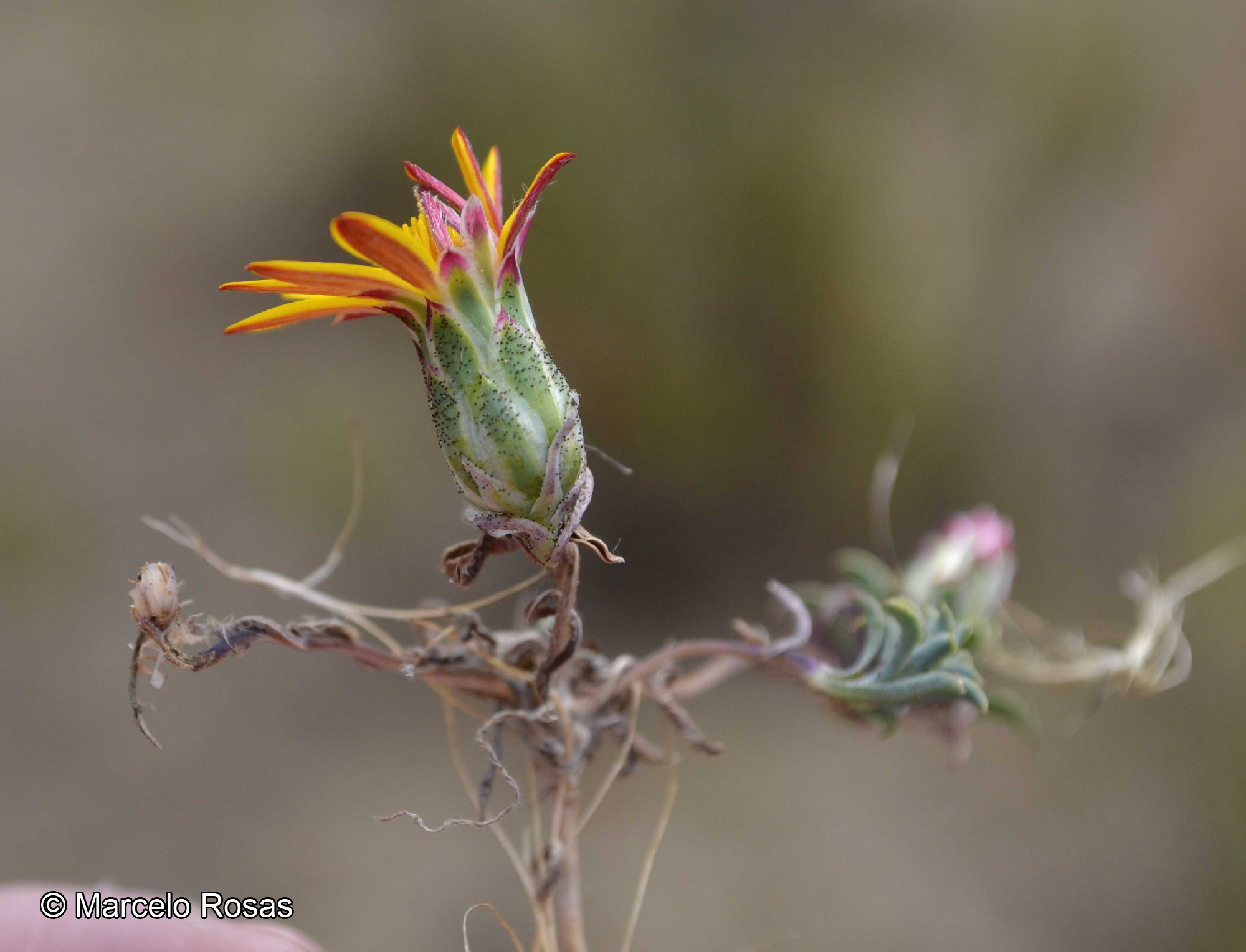 Chaetanthera frayjorgensis [Imagen de galería: 29343]