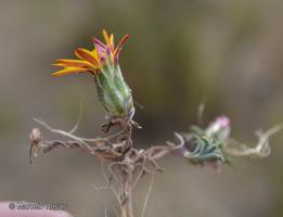 Chaetanthera frayjorgensis [Imagen de galería: 29343]