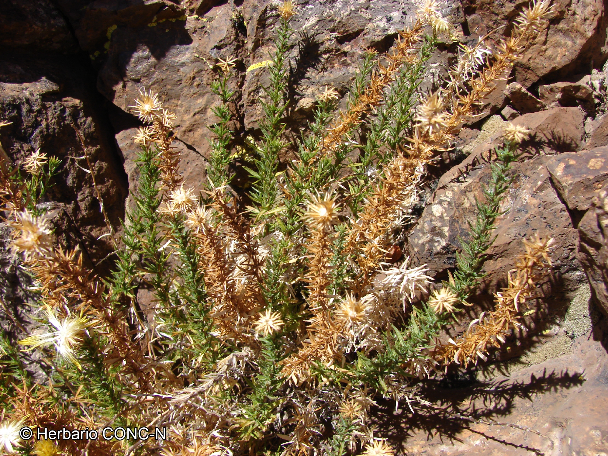 Chaetanthera glandulosa var. gracilis [Imagen de galería: 29345]