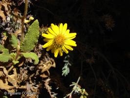 Chaetanthera glandulosa var. gracilis [Imagen de galería: 29346]