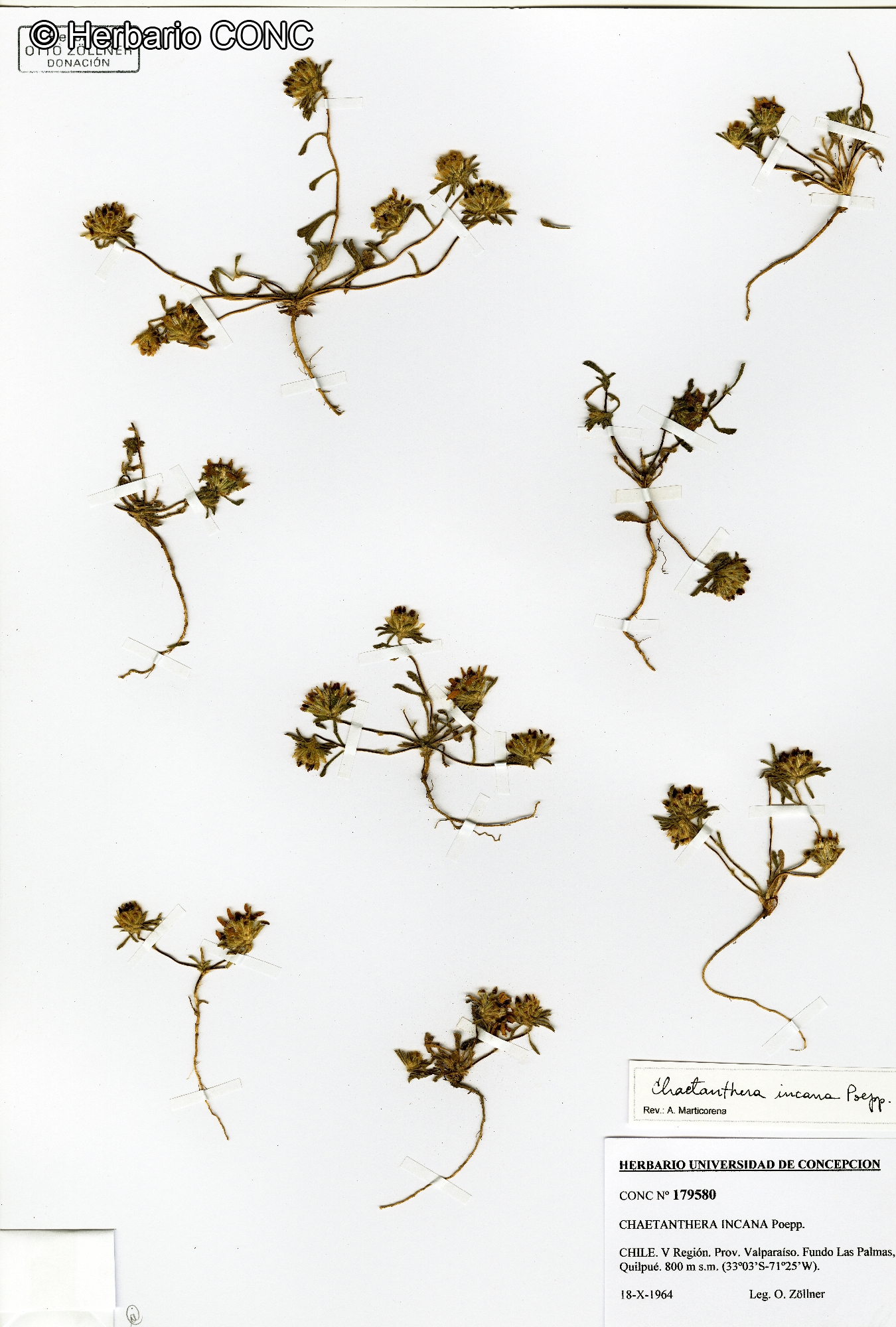 Chaetanthera incana [Imagen de galería: 29347]