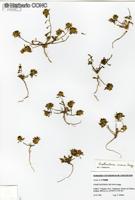 Chaetanthera incana [Imagen de galería: 29347]