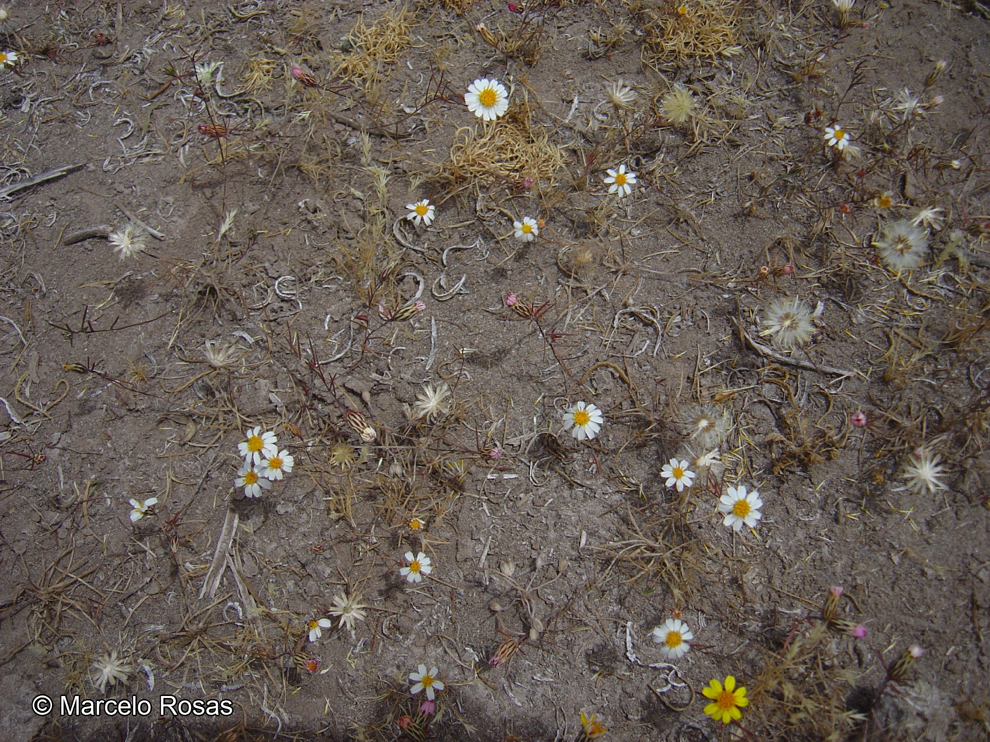 Chaetanthera linearis [Imagen de galería: 29351]