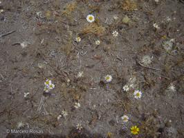 Chaetanthera linearis [Imagen de galería: 29351]