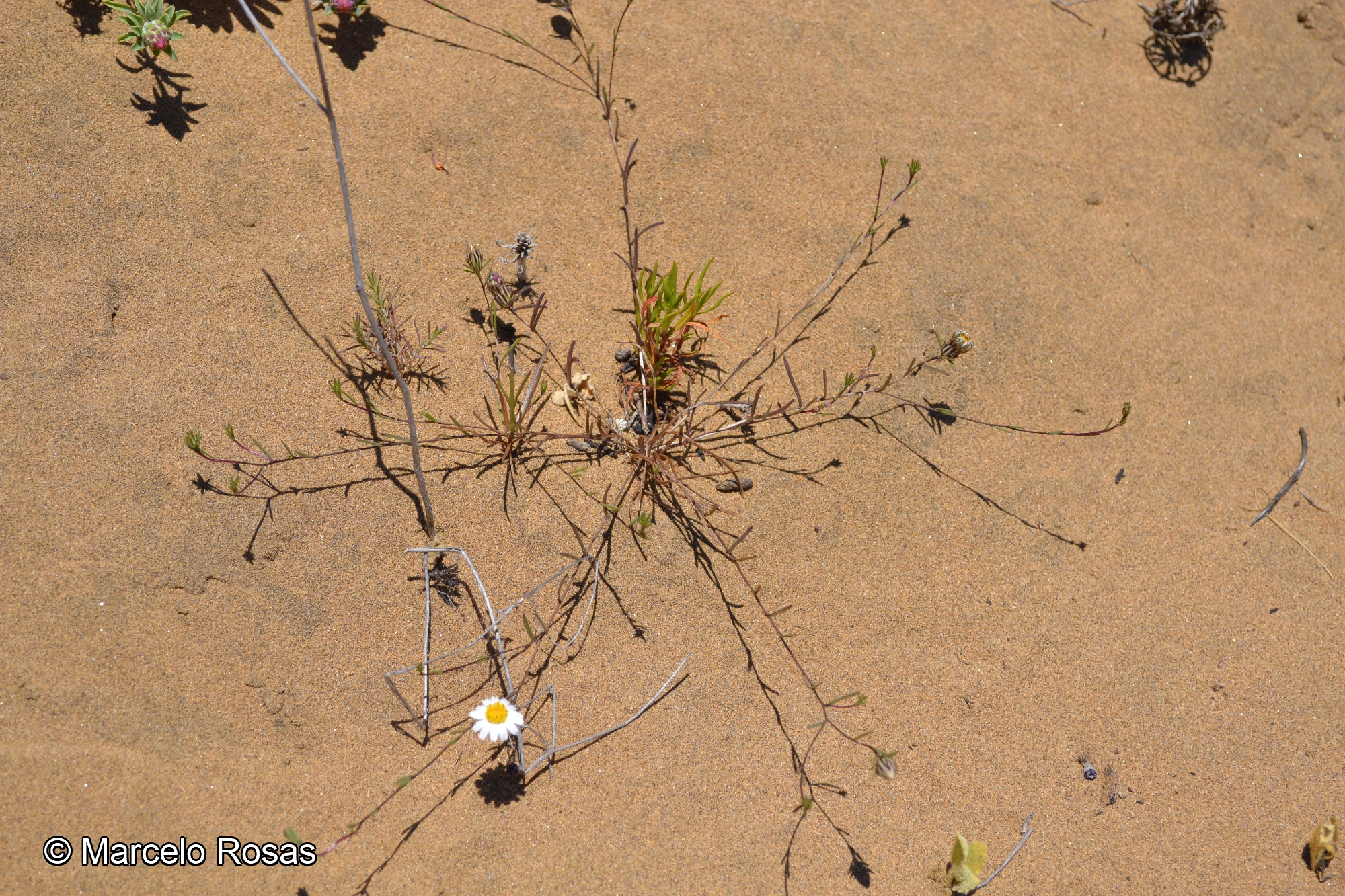 Chaetanthera microphylla [Imagen de galería: 29352]