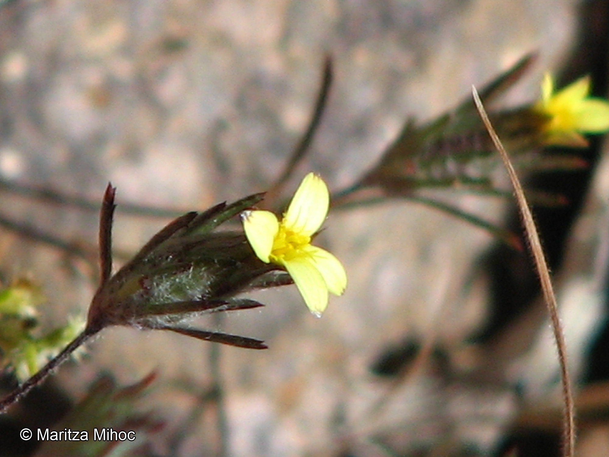 Chaetanthera moenchioides [Imagen de galería: 29353]