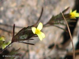 Chaetanthera moenchioides [Imagen de galería: 29353]