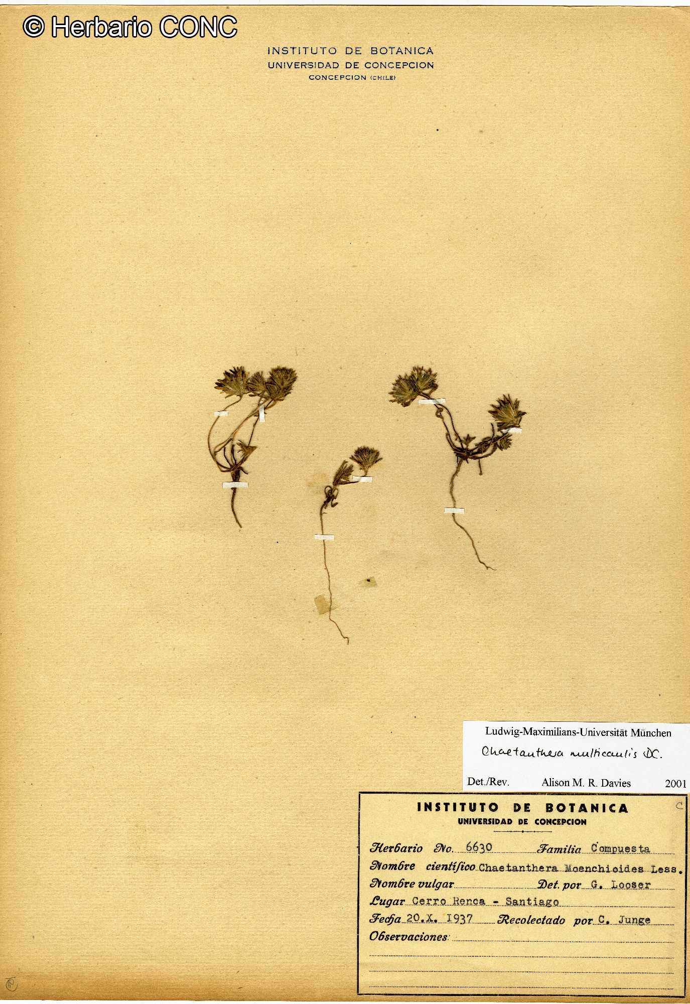 Chaetanthera multicaulis [Imagen de galería: 29354]